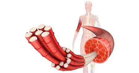 Secretion of testosterone