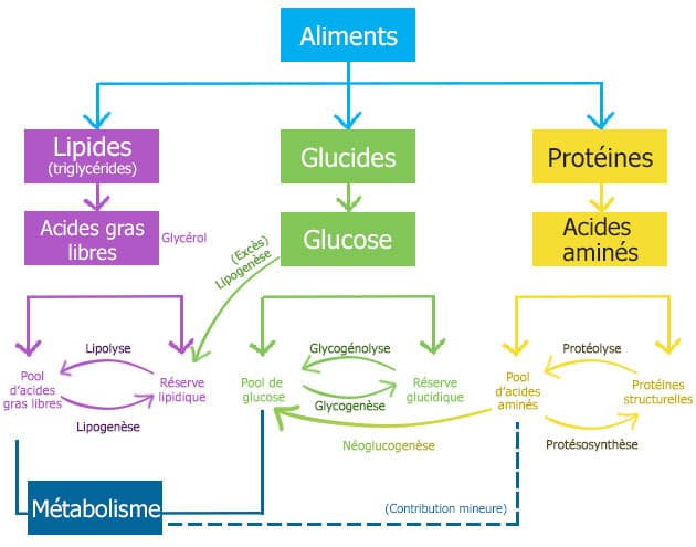 schema Neoglucogenèse