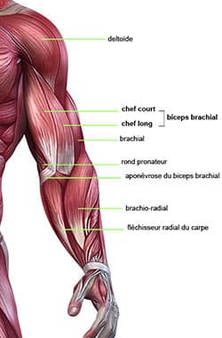 anatomie bras biceps
