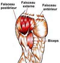 anatomie muscle deltoïde épaule faisceaux