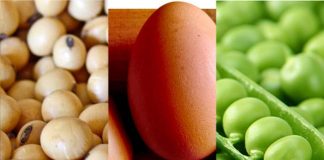 protéine en poudre végétarien végétalien