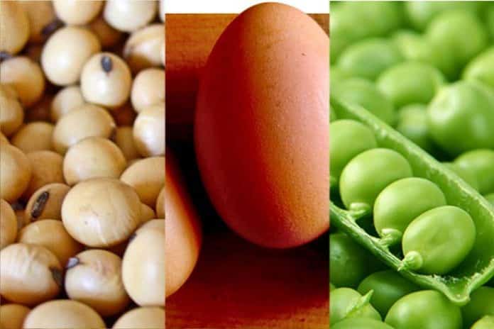 protéine en poudre végétarien végétalien