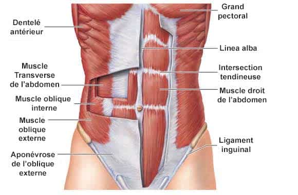 anatomie abdominaux