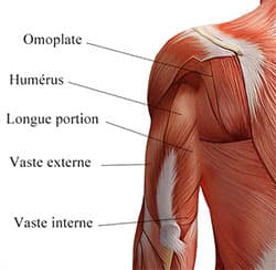 muscle triceps
