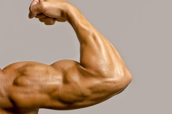 programme-musculation-biceps-gratuit