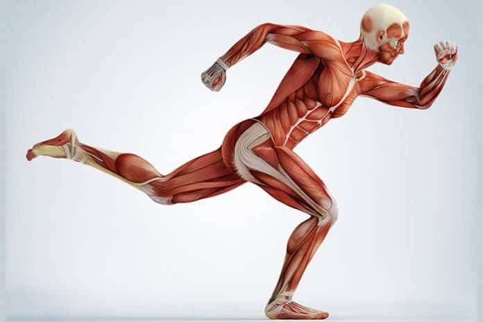 muscle-corps-humain