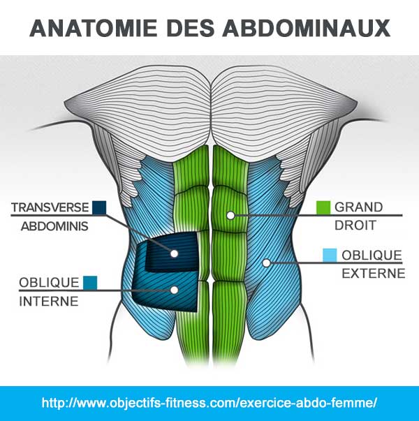 anatomie-abdominaux