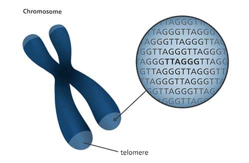 chromosome telomeres