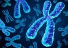 musculation vieillissement chromosome