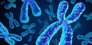 musculation vieillissement chromosome