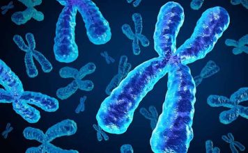 musculation vieillissement chromosome