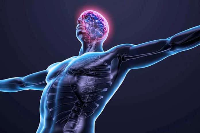 connexion muscle cerveau musculation